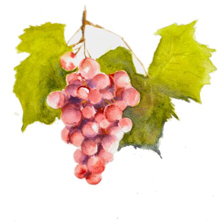 Les Vignes